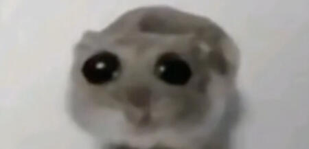 Sad looking hamster with big eyes
